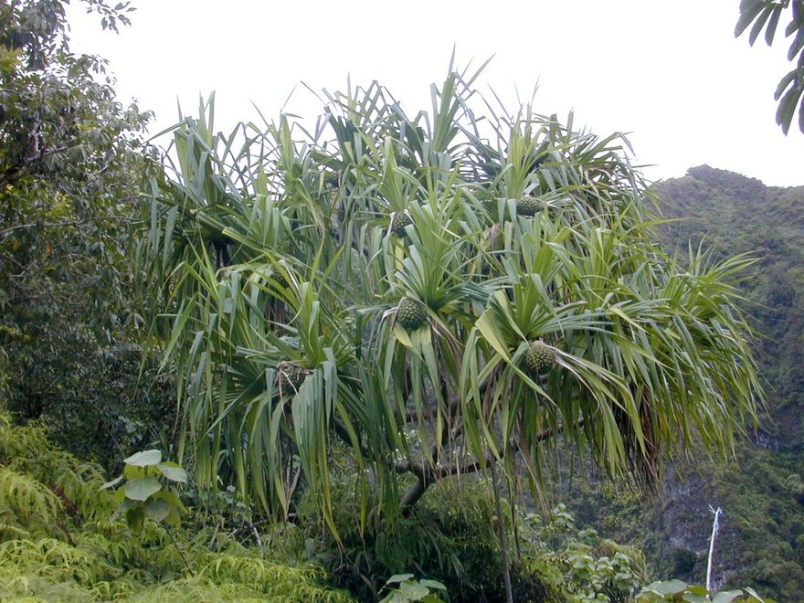 Screwpine, Pandanus tectorius