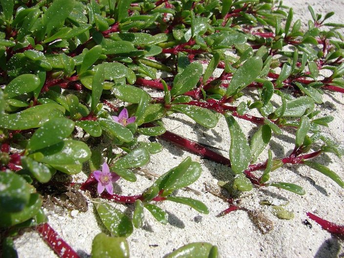 Sea purslane, Sesuvium portulacastrum