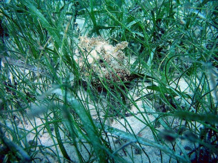 Fish sheltering in a seagrass meadow