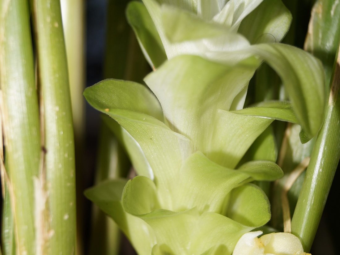 Turmeric inflorescence in a kitchen garden