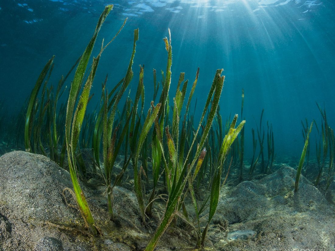 Tape seagrass, Enhalus acoroides