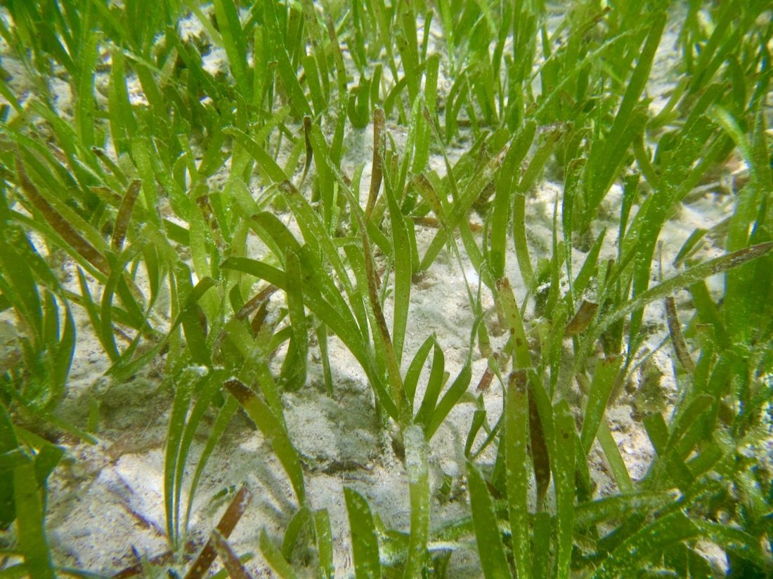 Turtlegrass relative, Thalassia hemprichii