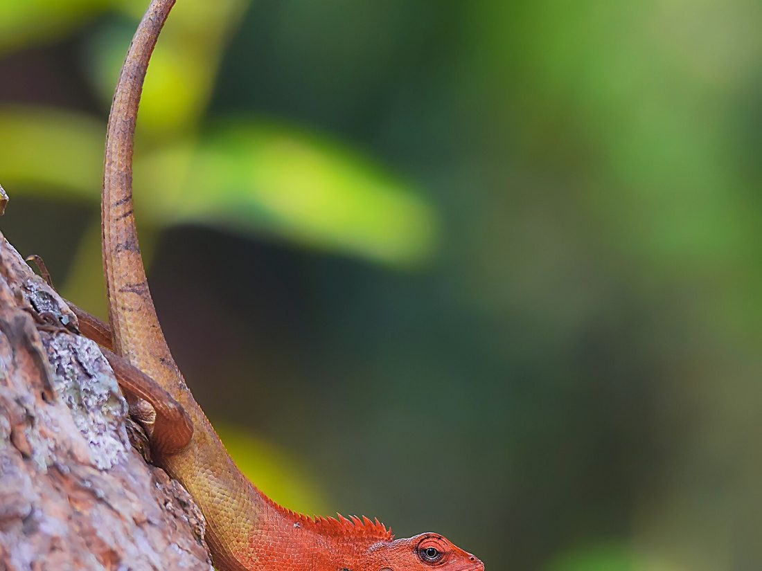 Oriental garden lizard, breeding male