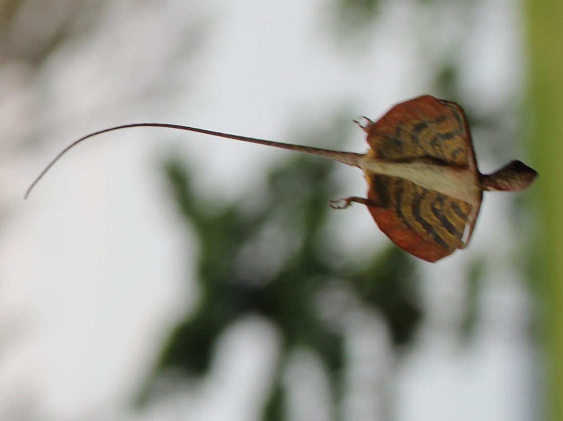 Draco gliding lizard with wings extended