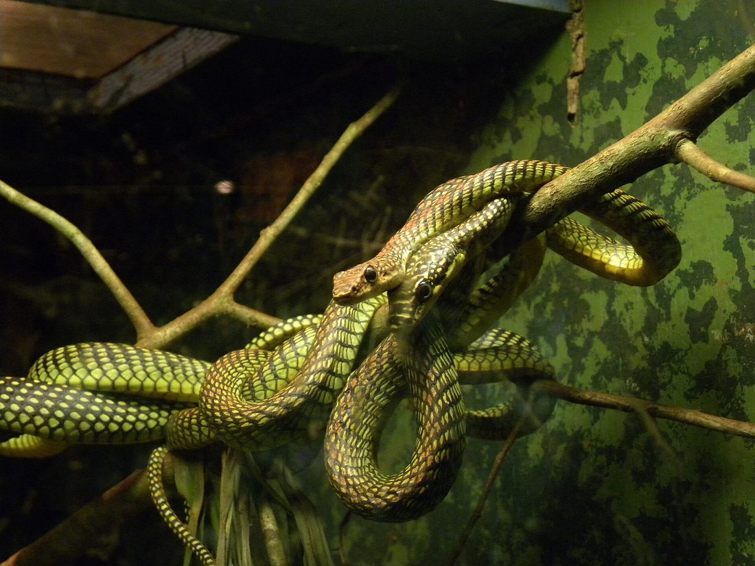 Paradise flying snake