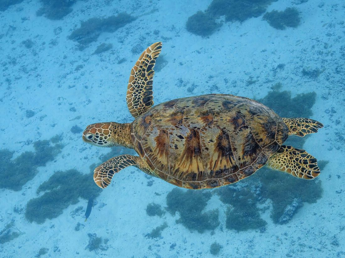 Green turtle swimming