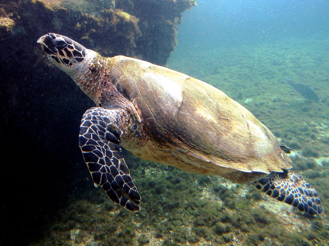 Hawksbill turtle