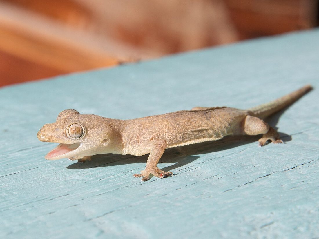 Common house gecko