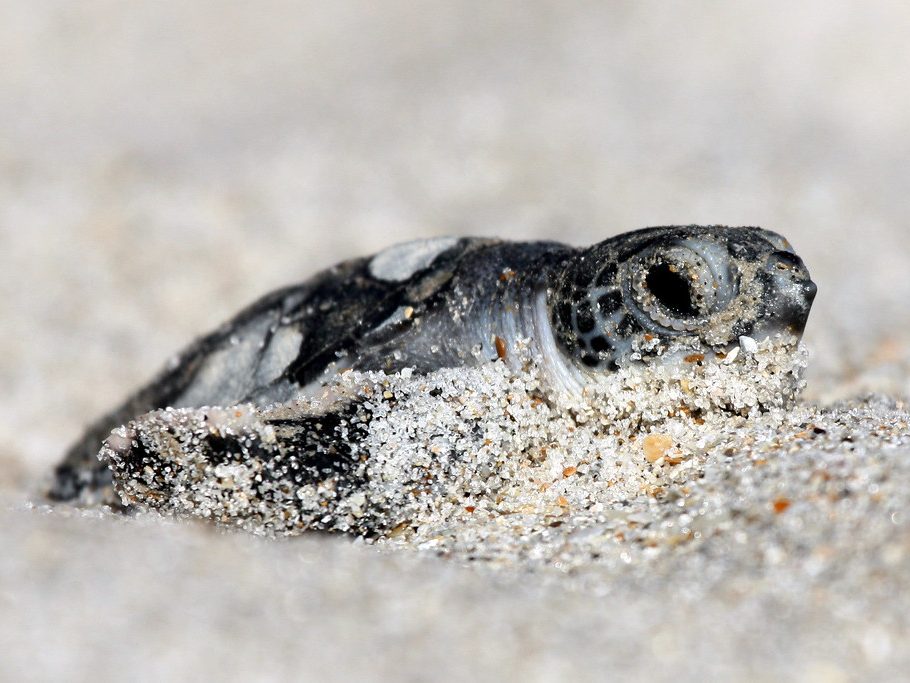 Green turtle hatchling on sand