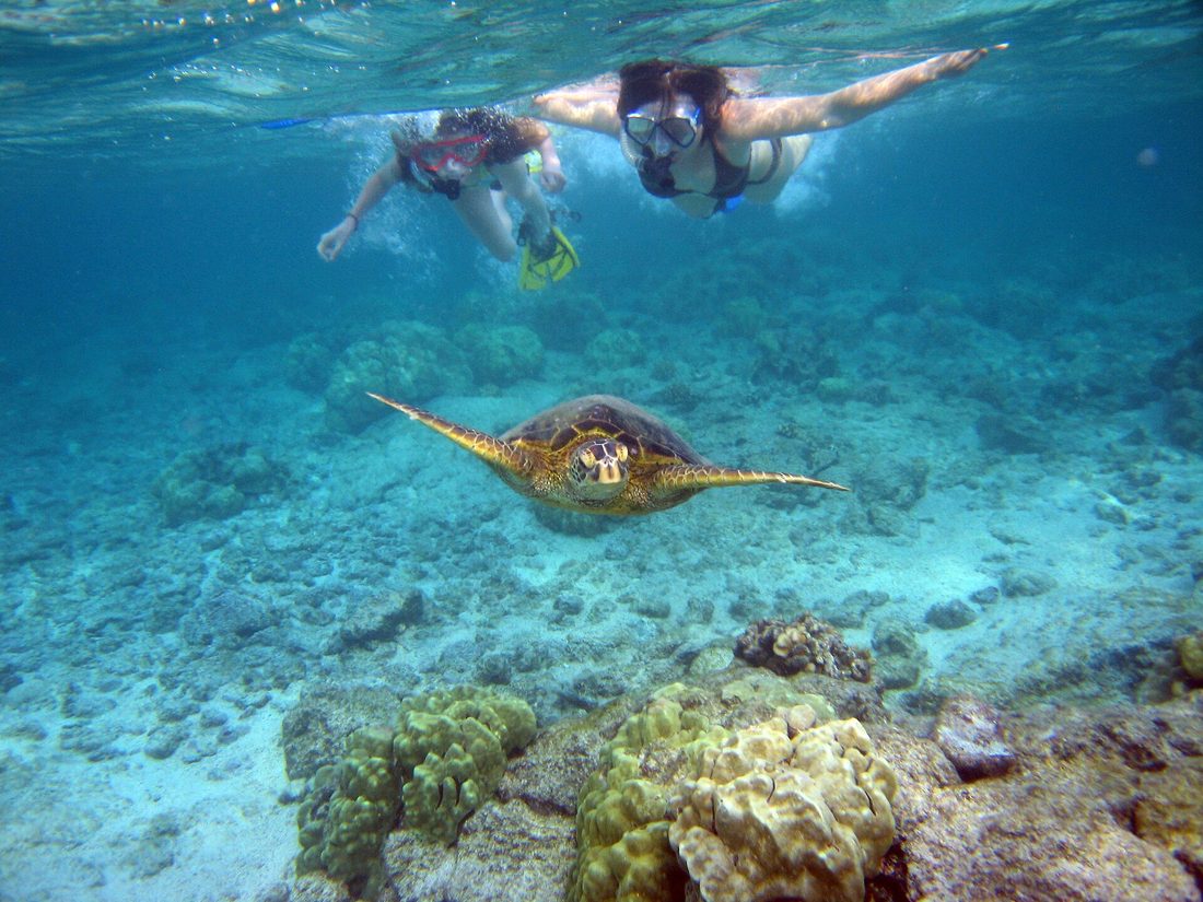 Snorkellers keeping their distance from a sea turtle