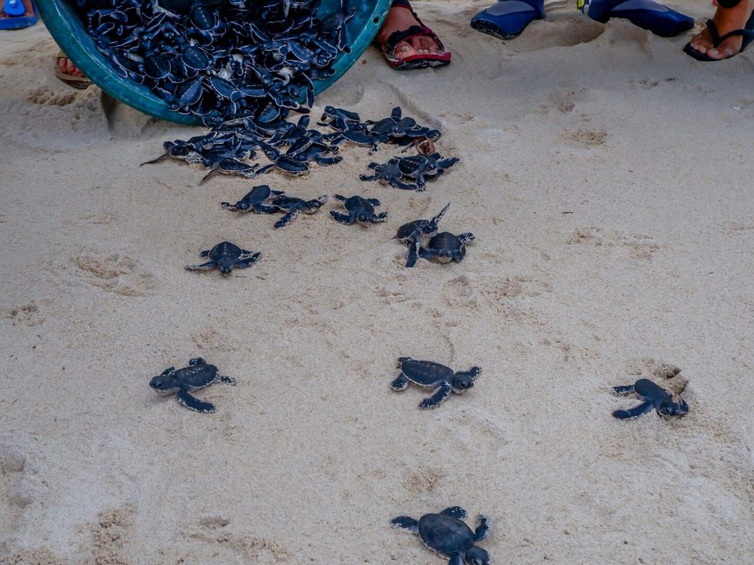 Hatchlings being released on a beach