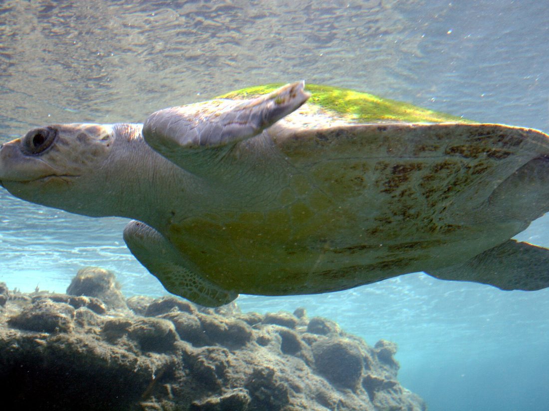 Olive ridley turtle