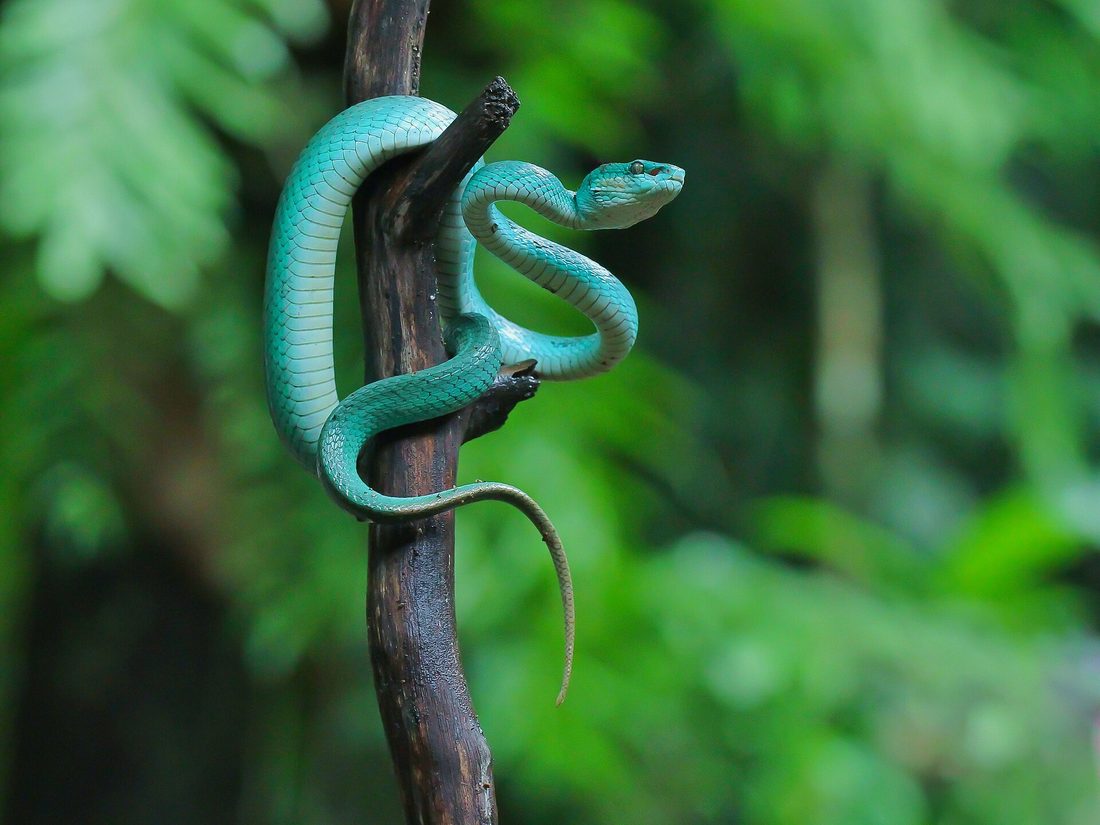 Island pit viper, Trimeresurus insularis