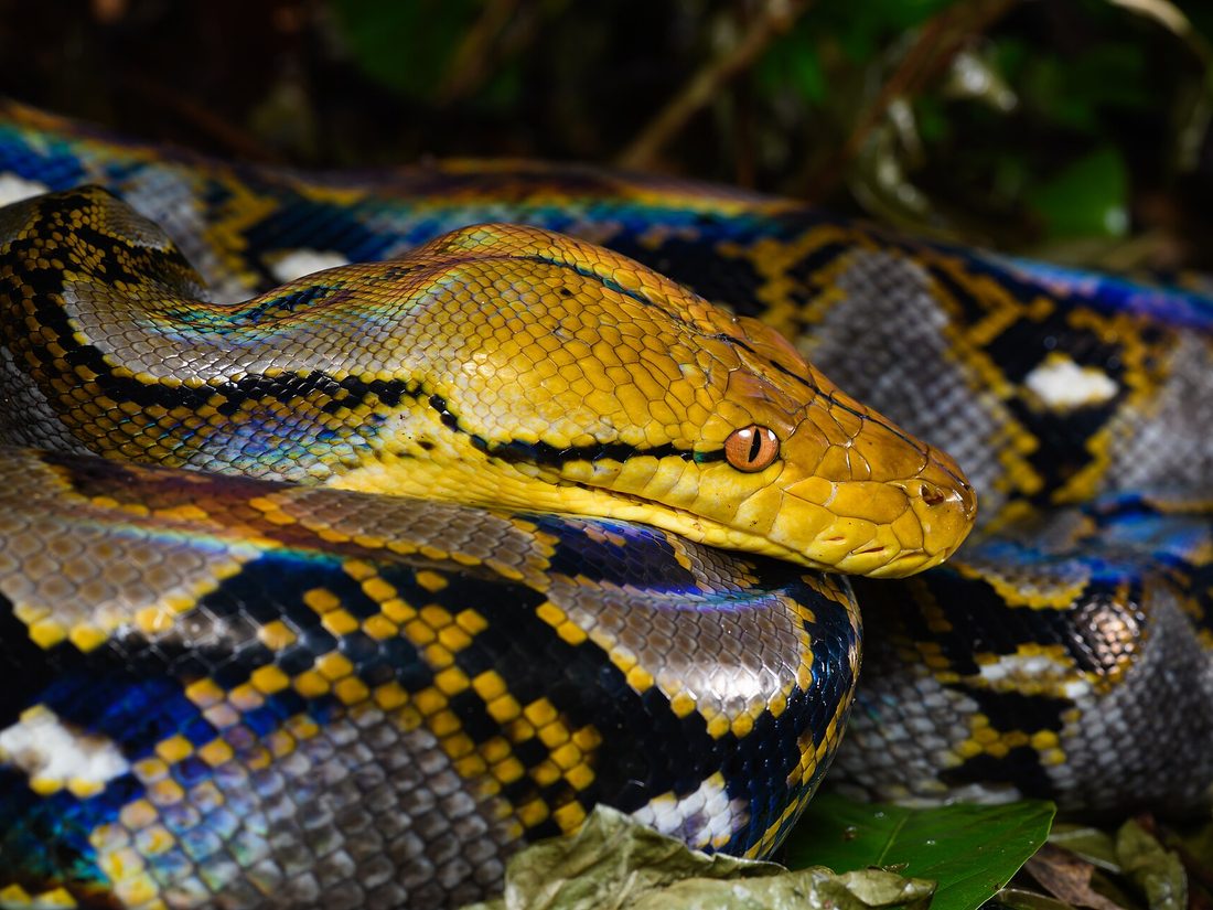 Reticulated python
