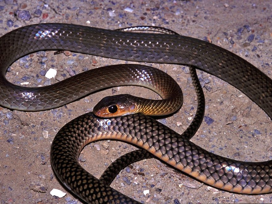 Rat snake