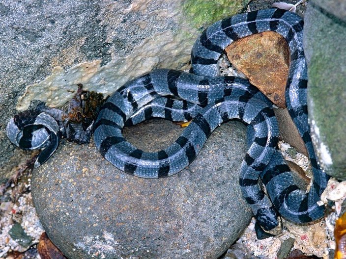 Banded sea krait