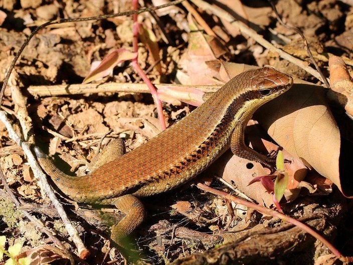 Common sun skink