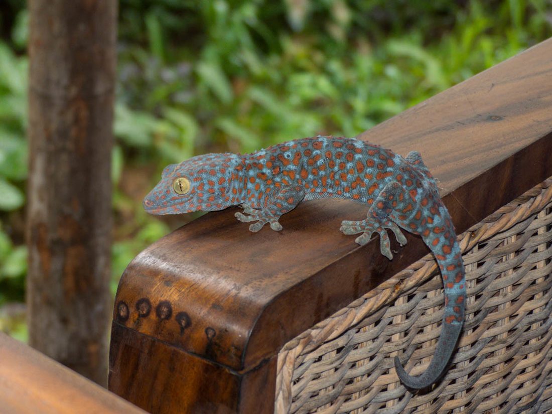 Tokay gecko