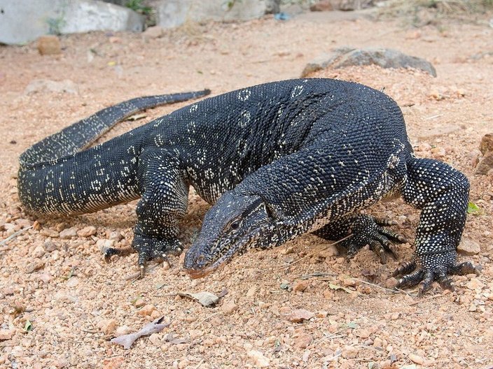 Asian water monitor