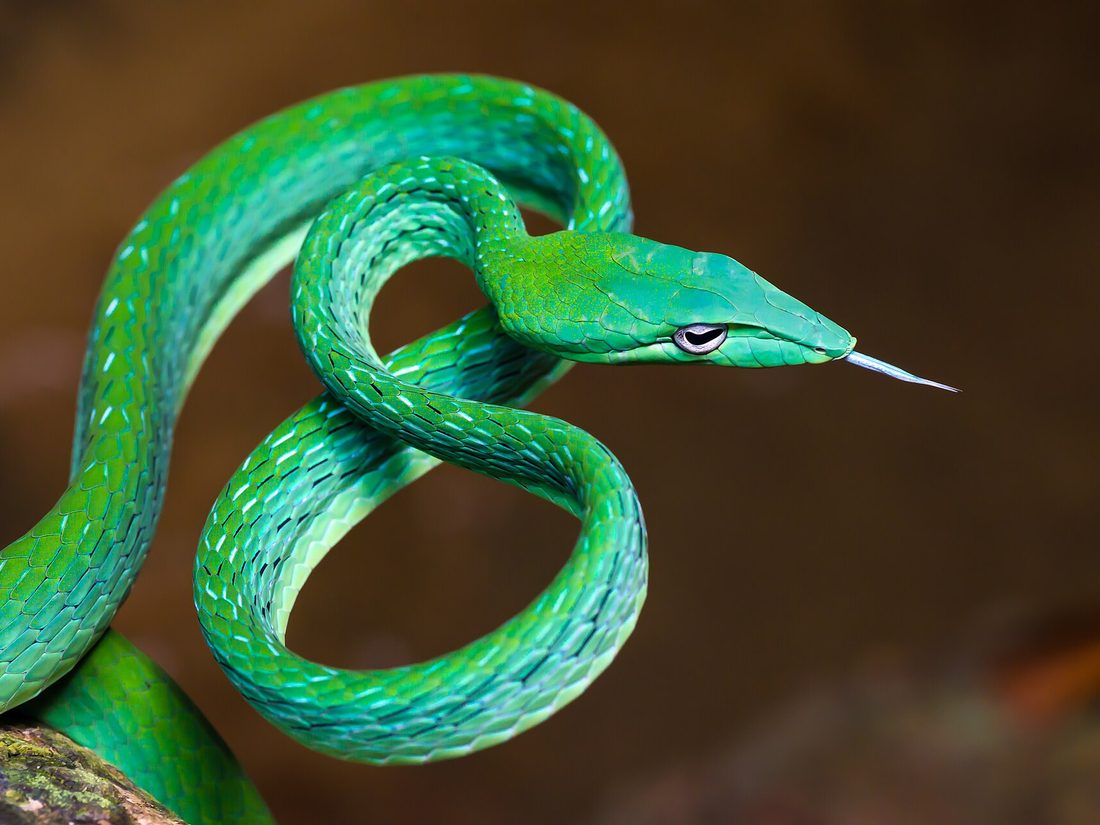 Oriental whip snake