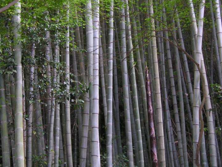 Bamboo grove