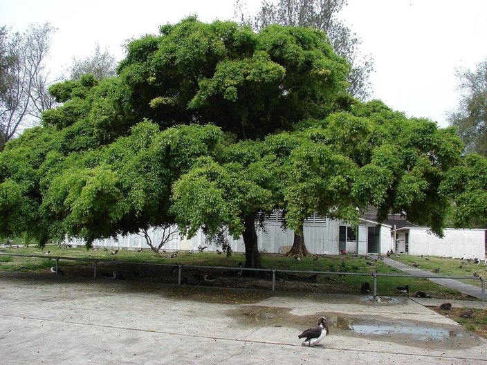 Banyan fig with spreading crown
