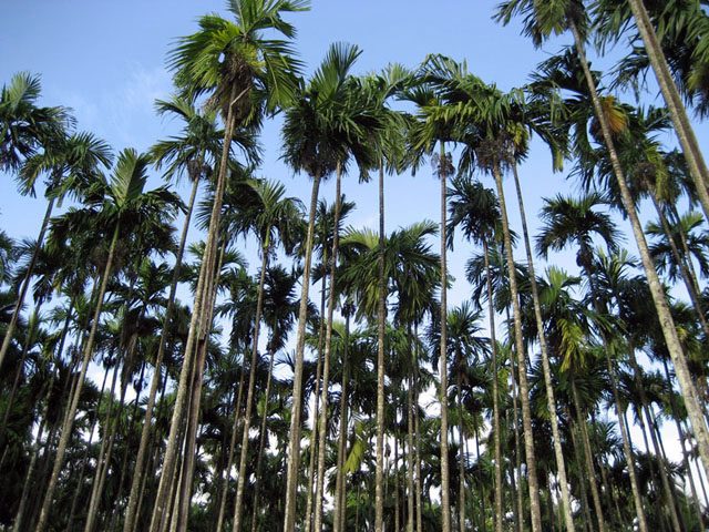 Areca palms in a plantation