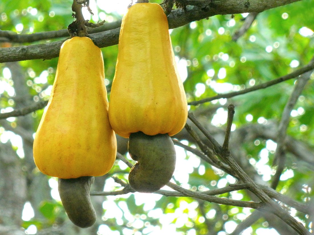 Cashew apples and nuts on the tree
