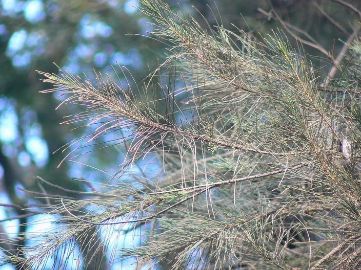 Casuarina equisetifolia needle foliage