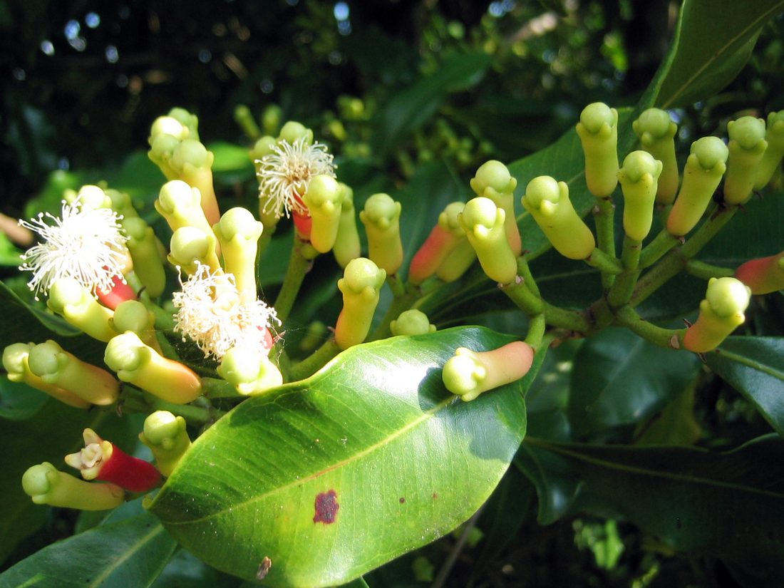 Clove buds on the tree
