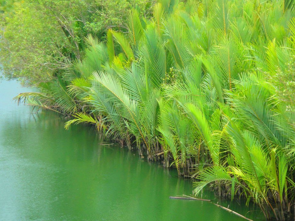 Nipa palms in a brackish creek