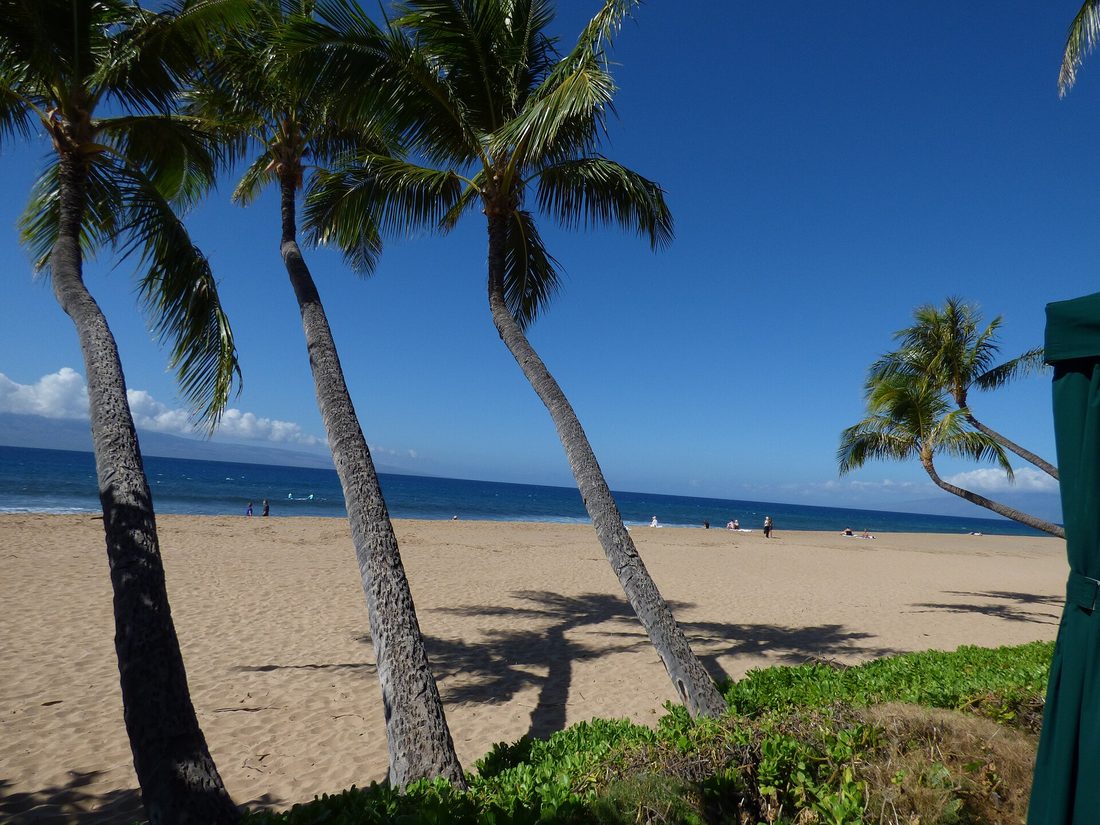 Coconut palms leaning over a beach