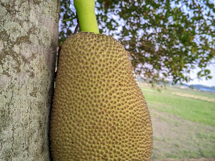 Jackfruit growing on the trunk