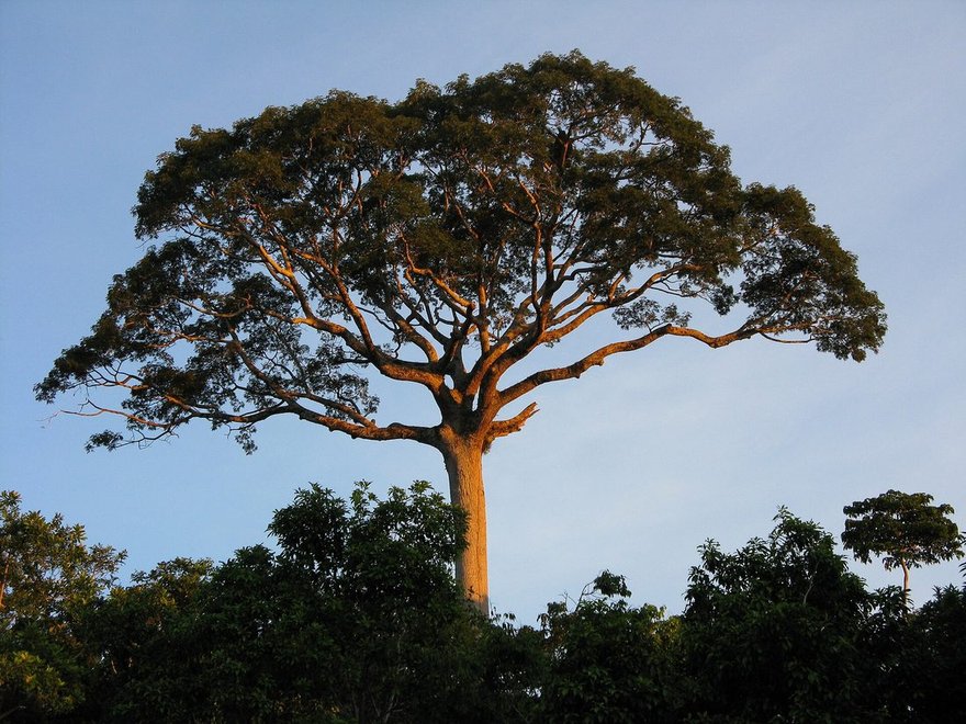 Kapok tree, Ceiba pentandra