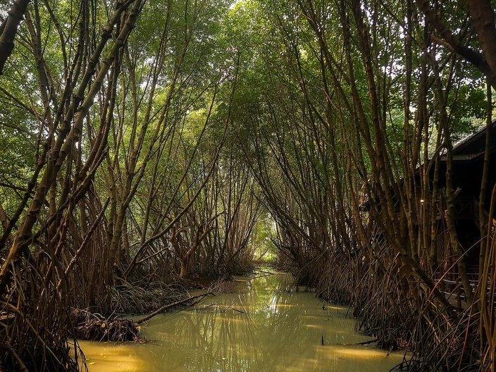 Mangrove forest channel