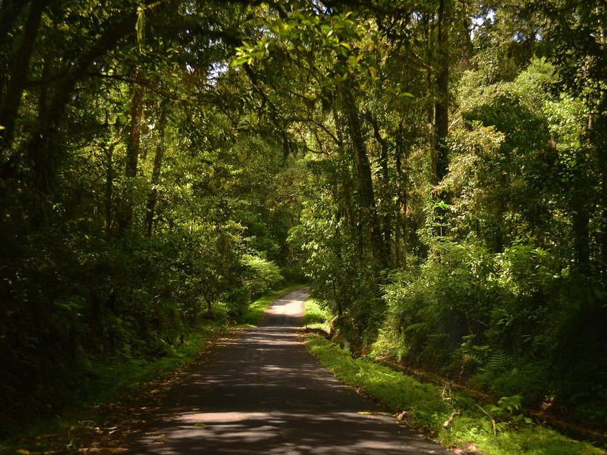Forest road into Gunung Rinjani National Park near Sembalun