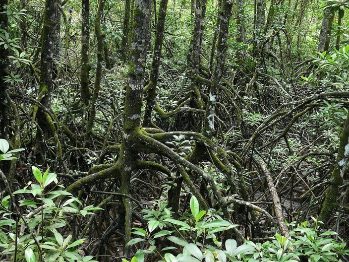 Rhizophora mangrove stilt roots