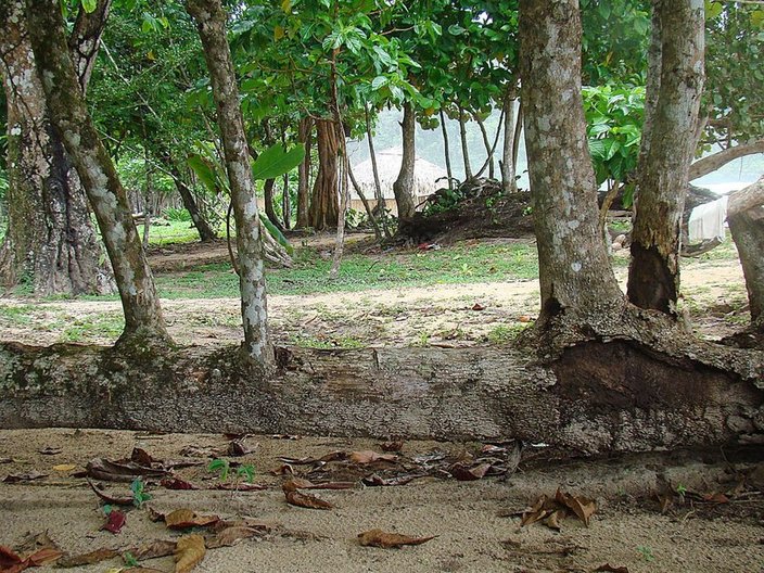Sea almond, Terminalia catappa, on a beach