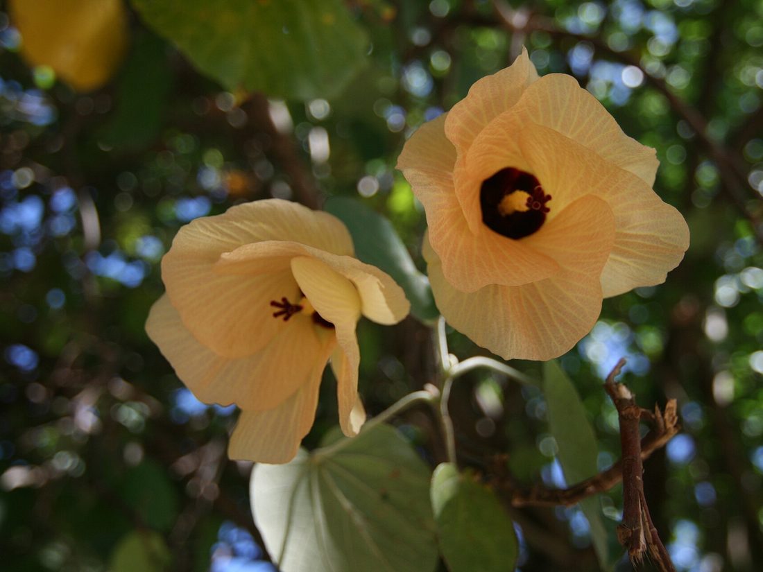 Sea hibiscus flower, Hibiscus tiliaceus