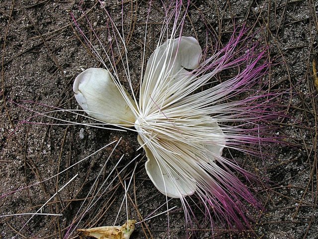 Sea poison tree flower, Barringtonia asiatica