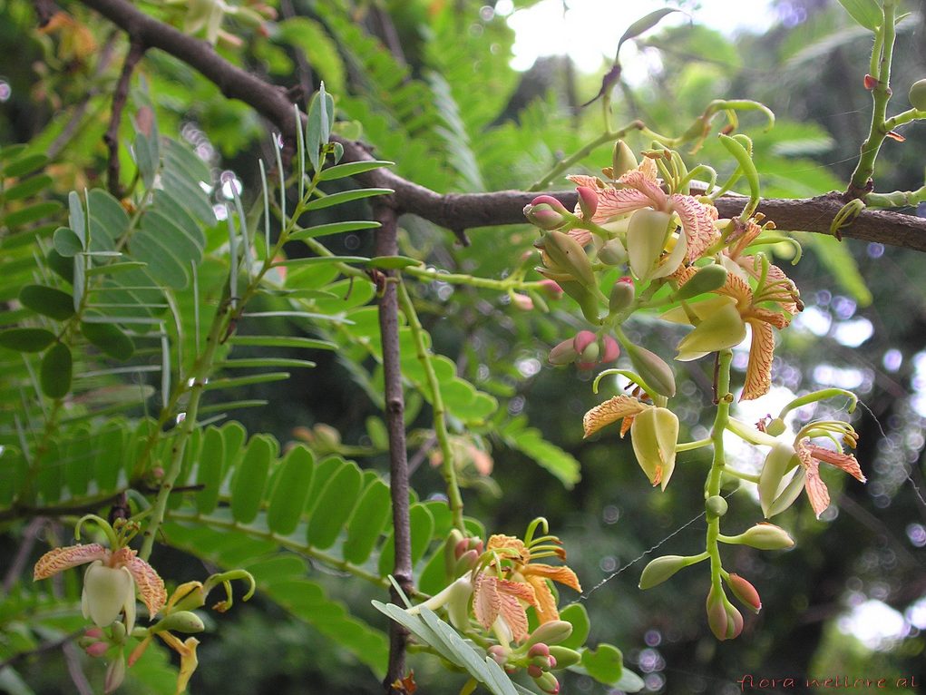 Tamarind foliage and flowers