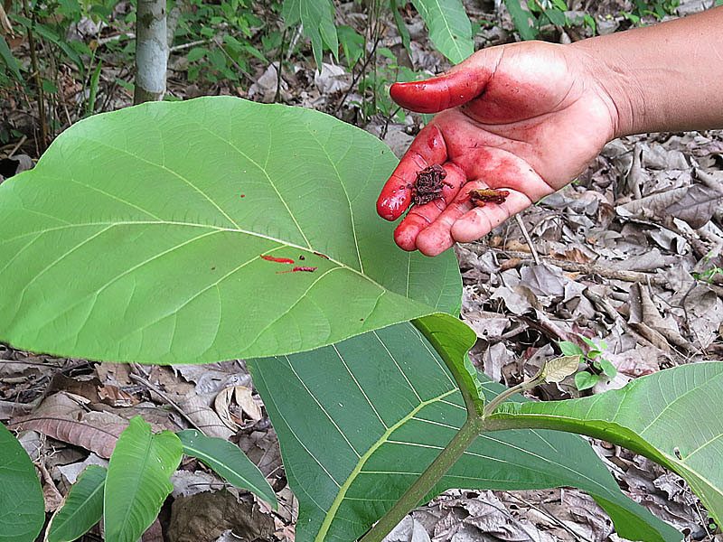 Teak leaves, Tectona grandis